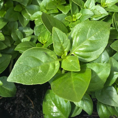 Qualtivate LX-17 Basil Seeds - Minette Compact Seed(1000 per packet)