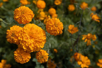 Arlo marigold/gende ka phool flower seeds Seed(50 per packet)