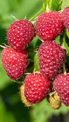 Flipkart SmartBuy Raspberry Fruit Seed(20 per packet)