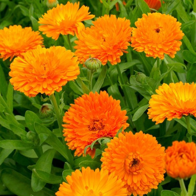 Lippy Calendula Fiesta Gitana Orange Seed(100 per packet)