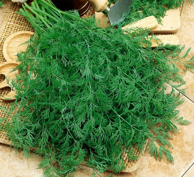 GRAXY Dill /Soya Herb Grow This Tasty Herb in Your Garden Seed(100 per packet)
