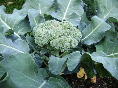 CYBEXIS HUA-14 - Hybrid fresh vegetable broccoli - (150 Seeds) Seed(150 per packet)