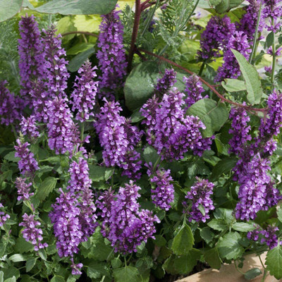 CYBEXIS LX-47 - Agastache Rugosa Korean Mint - (1350 Seeds) Seed(1350 per packet)