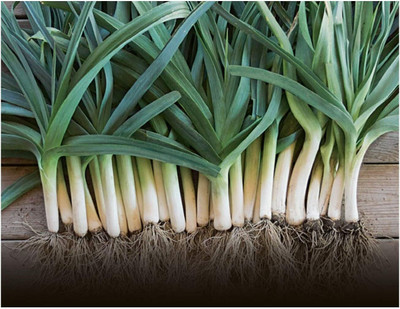 KNESSiN Heat Tolerant Blue Leek Seeds For Kitchen Gardening-(300 Seeds) Seed(300 per packet)