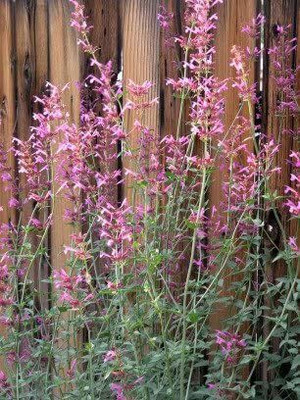 CYBEXIS XLR-40 - RED AGASTACHE 'HEATHER QUEEN' Mint - (1350 Seeds) Seed(1350 per packet)