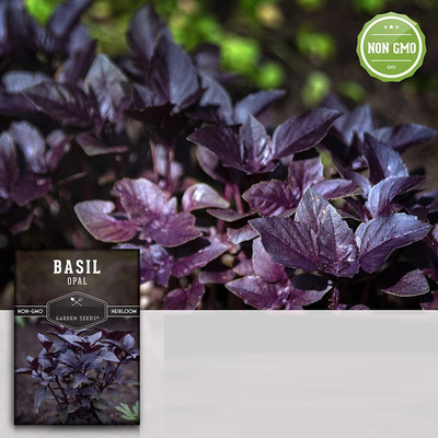 Qualtivate ATS-100 Dark Opal Purple Basil Seeds Seed(1000 per packet)
