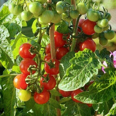 CYBEXIS Seeds of Tomato Sweet Aperitif Cherry Type2000 Seeds Seed(2000 per packet)