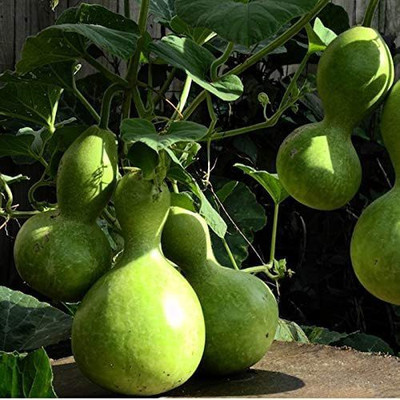 CYBEXIS XLL-1 - Ornamental Birdhouse Bottle Gourd - (100 Seeds) Seed(100 per packet)