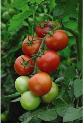 Biosnyg Vegetables Tomato Moneymaker Seed 2500 Seeds Seed(2500 per packet)