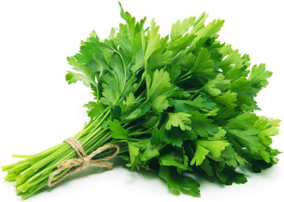 KNESSiN Herb - Coriander Cilantro -{2000 Seeds} Seed(2000 per packet)