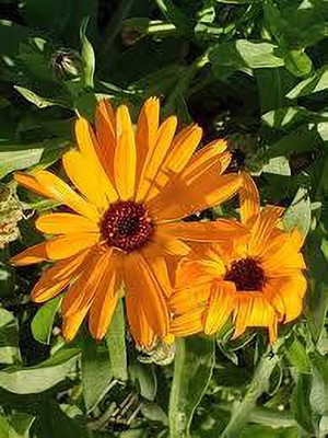 greenfarm Calendula Mixed seeds Pure organic C47 Seed(85 per packet)