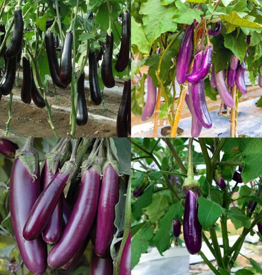 ibains Long brinjal seeds bij 67 Seed(67 per packet)