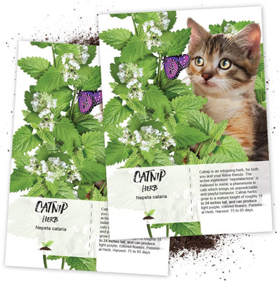 WILLVINE Catnip Herb (Nepeta cataria)-2 x Packet Seed(200 per packet)