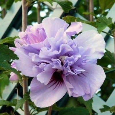 ACCELCROP Hollyhock Double Mix Seed(13 per packet)