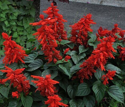 Avysa SALVIA-SPLENDENS Seed(50 per packet)