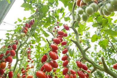 Harsh Impex tomato Seed(145 per packet)