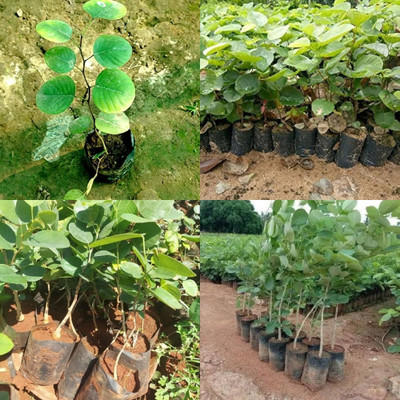 ibains red sandalwood tree seeds beej38 Seed(38 per packet)