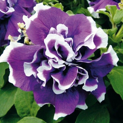 Lorvox Plumb Pudding Easy Wave Petunia Flower Seed(40 per packet)