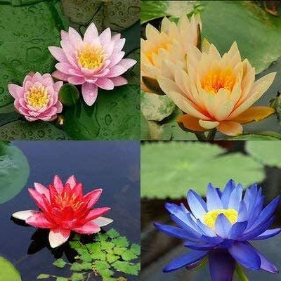 LPR LOTUS,KAMAL Seed(40 per packet)