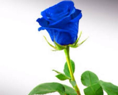Galaxico Rose Seed(100 per packet)