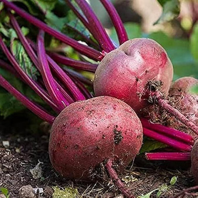 AFARTIOBINA 64 PCS BEETROOT SEEDS-A02 Seed(64 per packet)