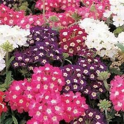Epazo trailing verbena Seed(70 per packet)