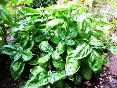 Quentova Italian Large Leaf Basil-UK Seed(250 per packet)