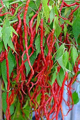 WILLVINE Thunder Mountain Longhorn Cayenne Heirloom Pepper Chilli-[3000 Seeds] Seed(3000 per packet)