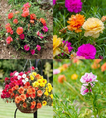 ibains Portulaca seeds all colours bij 72 Seed(72 per packet)