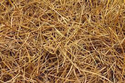 NEWRMS PADDY STRAW Seed(1 per packet)