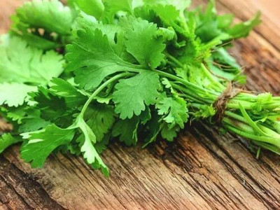 PRASEED Coriander -Calypso slow bolt Seed(120 per packet)