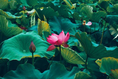 SRK Shree Radha Krishna lotus,kamal gatta Seed(15 per packet)