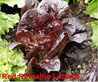 CYBEXIS Red Romaine Lettuce Seeds2000 Seeds Seed(2000 per packet)