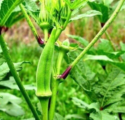 ActrovaX Okra Emerald Seed(10 g)