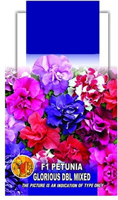 CYBEXIS Double Petunia, Mixture Seed(50 per packet)