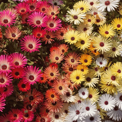 Aywal ICE Plant Mixed Color Hybrid Flower Seed(40 per packet)
