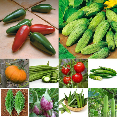 GREENSEA 10 Mix Vegetable 100+ Seed(100 per packet)