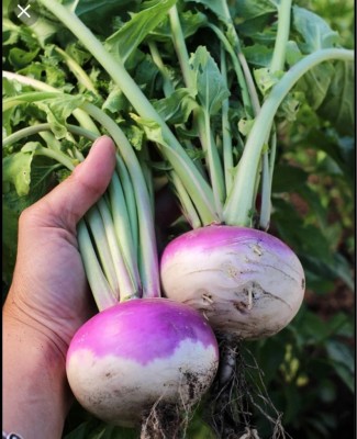 MYLAWN White Purple Ball Turnip/Shalgam Seed(500 per packet)