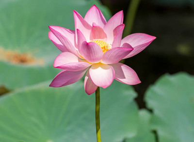 marwadifarm lotus,kamal gatta Seed(11 per packet)