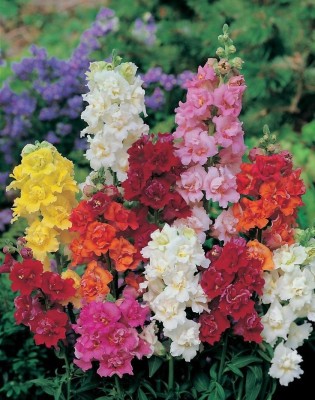 BSARKAR Antirrhinum Mix Flower Seeds, Flower's seed Seed(50 per packet)