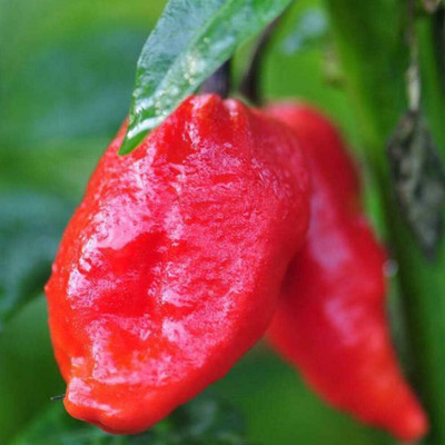 KNESSiN Scorpion Pepper Seed(200 per packet)