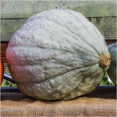 WILLVINE Non-GMO HybridBlue Hubbard Winter Squash (Cucurbita maxima)-100 Seeds Seed(100 per packet)