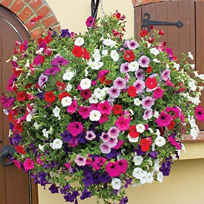 VibeX TLX-75 - Petunia Unicum Mix F4 - (60 Seeds) Seed(60 per packet)
