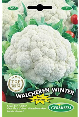CYBEXIS F1 Hybrid Cauliflower Seeds2000 Seeds Seed(2000 per packet)