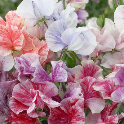 Qualtivate PUA-4A Sweet Peas Bicolor Ripple Flower Mix Seed(200 per packet)
