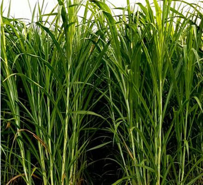 organic gallery Super Napier Grass,Hybrid Grass,Australian Red Napier Grass,Elephant Grass Seed Seed(1 per packet)