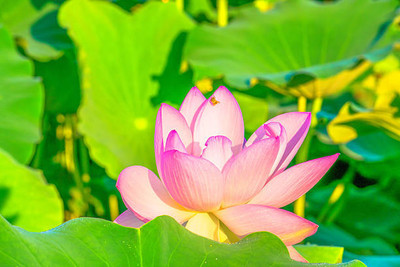 Aavik lotus,kamal gatta Seed(10 per packet)