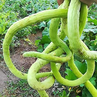 Quentova Kakdi Long Melon Cucumber Seeds-SD-200-D3-IACR-3N Seed(200 per packet)