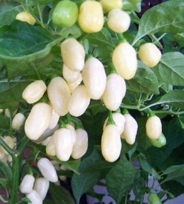CYBEXIS Hybrid Seeds of Hot Pepper Habanero White Chilli2400 Seeds Seed(2400 per packet)