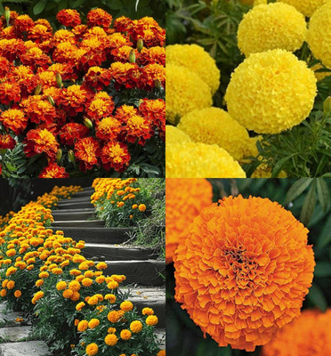 ibains Desi genda flower seeds pack of 73 Seed(33 per packet)